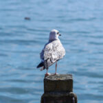 2016年NBA选秀大会全程高清直播实况 1sfr64