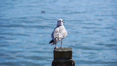 2016年NBA选秀大会全程高清直播实况 2016年NBA选秀大会全程高清直播实况