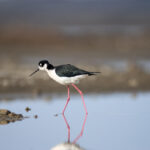 2015年双色球全年开奖结果完整回顾与详细解析 29wr5k0