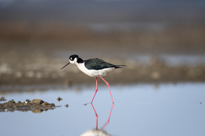 2015年双色球全年开奖结果完整回顾与详细解析 2015年双色球全年开奖结果完整回顾与详细解析