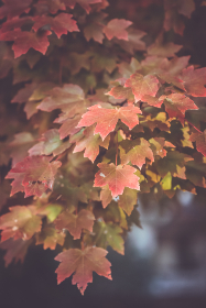 2016年NBA总决赛第七场骑士vs勇士完整高清视频直播回放 2016年NBA总决赛第七场骑士vs勇士完整高清视频直播回放