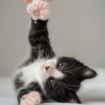 2015年澳网公开赛全程高清直播尽在爱奇艺 l1a29p2d9