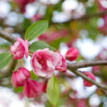 2015足协杯赛事全程高清直播精彩呈现 p45a99q