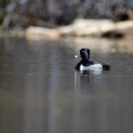 2015年法国网球公开赛高清直播全纪录 pklwh8n