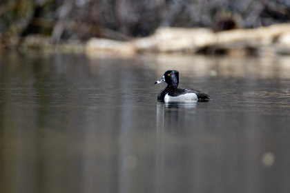 2015年法国网球公开赛高清直播全纪录 2015年法国网球公开赛高清直播全纪录