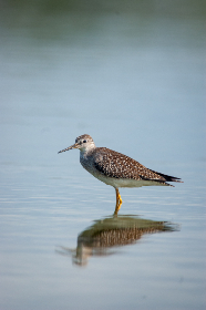 2015年苏州世乒赛全程赛事直播精彩回顾 2015年苏州世乒赛全程赛事直播精彩回顾